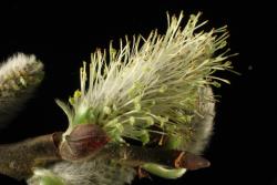 Salix aegyptiaca × S. caprea. Catkin with teratogenic flowers
 Image: D. Glenny © Landcare Research 2020 CC BY 4.0